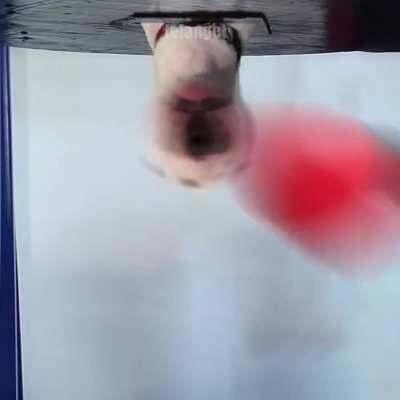 Le punching bag has arrived