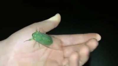 iNsEcT fLuNg tO iTs DeAtH