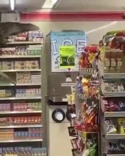 Drained lizard on the supermarket