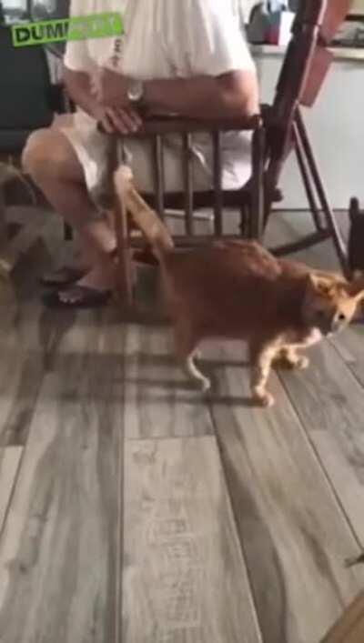 Optimum hand position found on cat