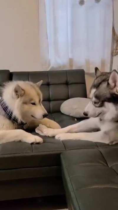 The way one dog nags and complains, while the other waits patiently for it to blow over