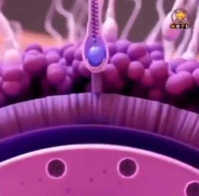 The Fascinating Fertilization Process