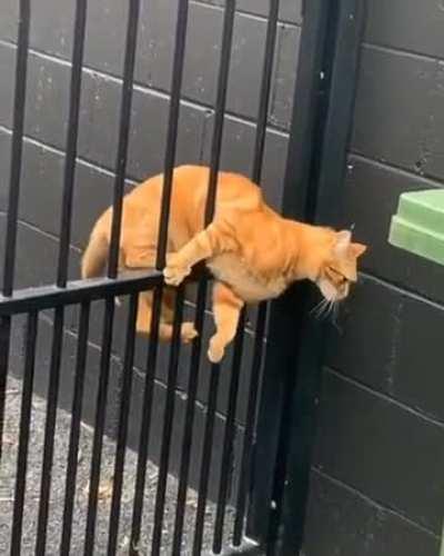 Two Types Of Cats....