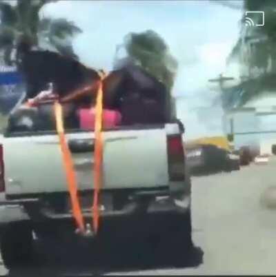 I've seen plenty of dogs, but have you ever seen a pony? A PONY!