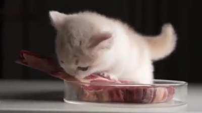 Cat eating steak