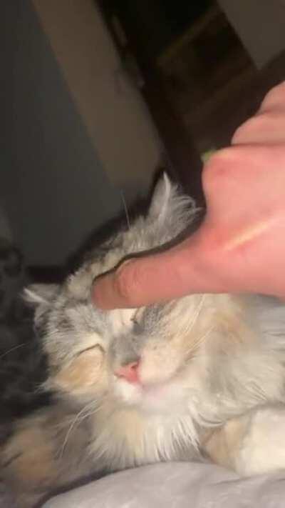 little sleepy siberian cat