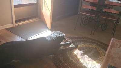 Never turn your back to an orange cat