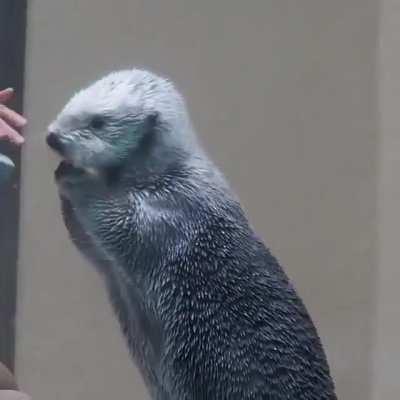 Checking Sea Otter temperature