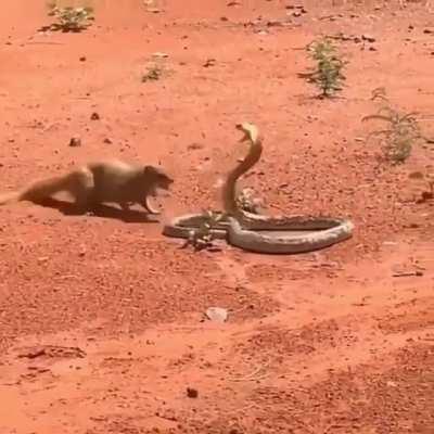 🔥 mongoose takes on a cobra