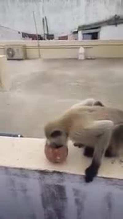 A humble guy exhibits love for monkeys by feeding them biscuits and water during lockdown. Jai Shri Ram 🚩