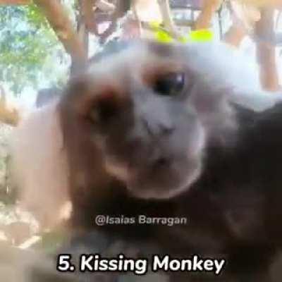 jaja monos graciosos