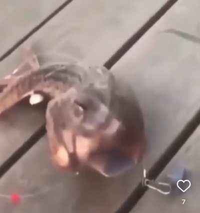 What the hell is this!?