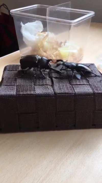 Beetle aerospace program results in first coleopteran visit to cat dimension