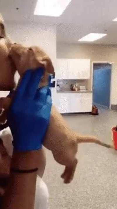 What a happy little pooch.