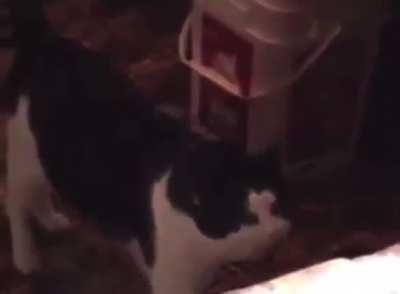 My cat gets really angry when I forget to feed him