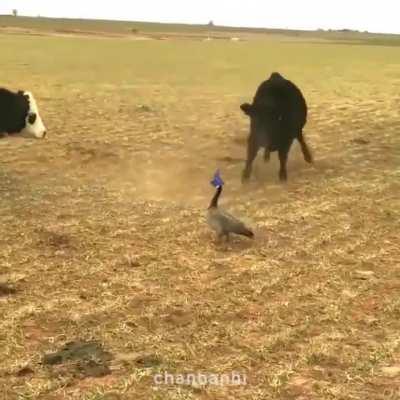 My Familiar keeps harassing my cattle.