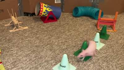 My smol pet rat Tofu doing some fun agility!