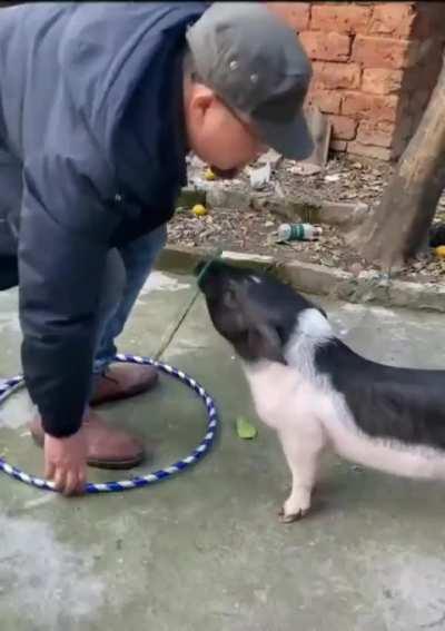Man being lectured by a pig on how to play hula hoop
