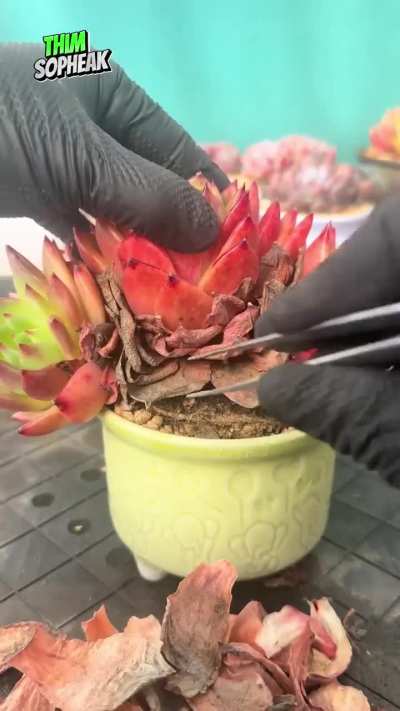 Cleaning out dead plant material with tweezers
