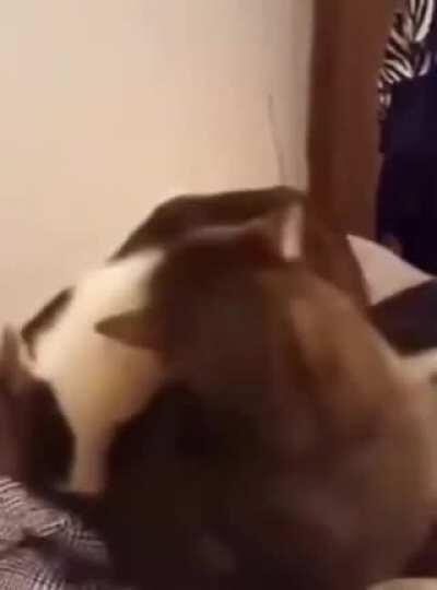 Cat biting cat but with Tom & Jerry sound