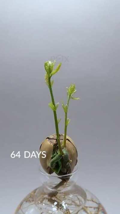 🔥 Time lapse of an oak tree sprouting from an acorn