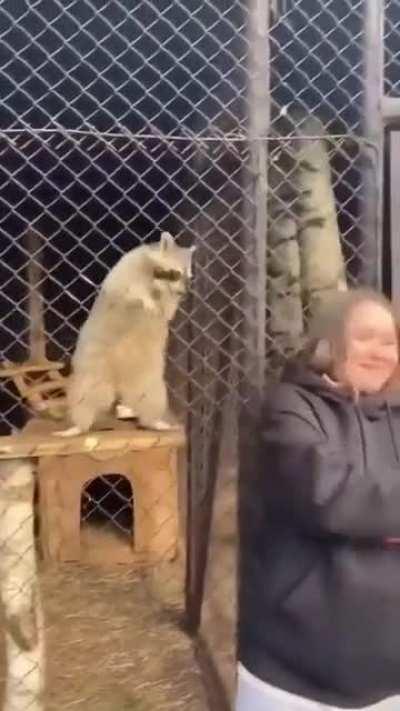 raccoon imitates the dance steps of the lady which looks wholesome and funny