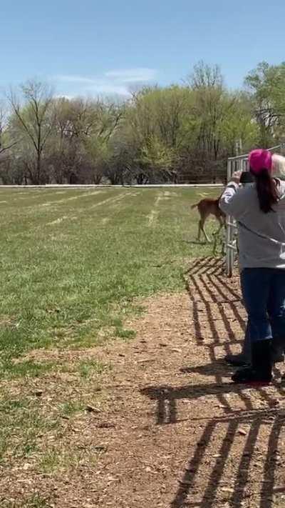 Lily is already a pro at lead changes. This video is from her first outing in the field, and she was around 2 weeks old here.