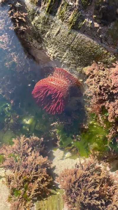 Strawberry anenome opening after stimulation in a rock pool in Devon, England