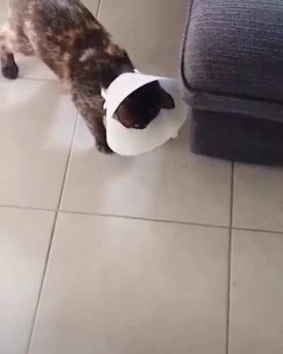 Kitty’s reactions are a bit off after their operation