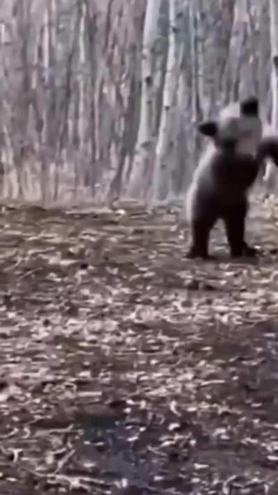 A terrifying display of intimidation