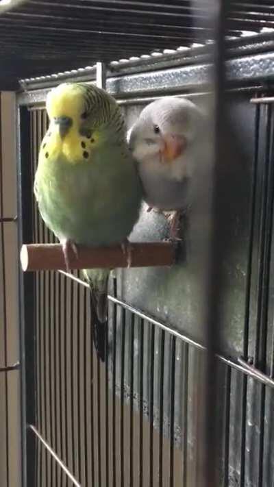 5 weeks old, first day popping its head out the box. And madly pestering daddy for a feed 😂