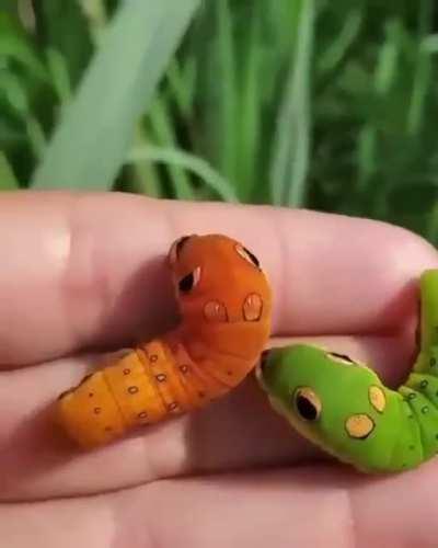 Caterpillars love 🐛🐛🦋🦟