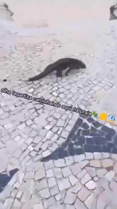 Topita_Temporada_completa.mp4 ``vsfcorrertordoreddit´´