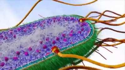 A bacterial flagellum is driven by a rotary engine made up of protein, and is powered by the flow of protons across the bacterial cell membrane. It rotates at ~1,000 rpm, but the rotor alone can rotate at up to 17,000 rpm.