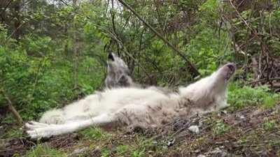 When you definitely want to be a part of the pack, but also just wanted to sleep five more mins [Sound On]