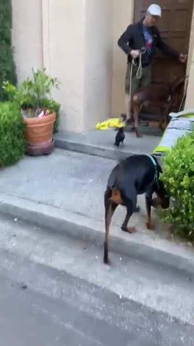 Daryl, the rescue crow, coming in for his dinner. With the rest of the furry clan