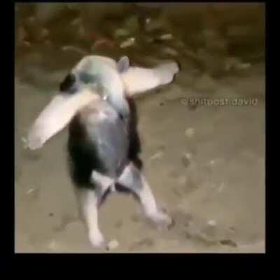 I'm 15 and this is yeet