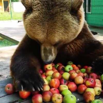 Bears also want to keep the doctor away