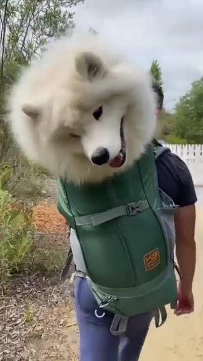 lunAtiC oWnEr DECApiTATes doG aND pARADes IT aROUNd on BaCKPaCk