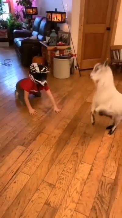 How to make a goat happy