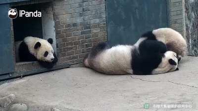 A panda a day keeps the sorrow away