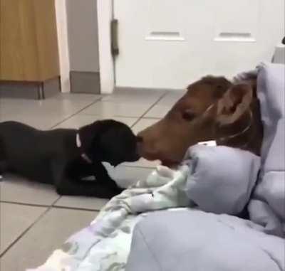 The dog and the calf