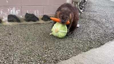 Here's a Beaver carrying a carrot and a head of lettuce back to his home.