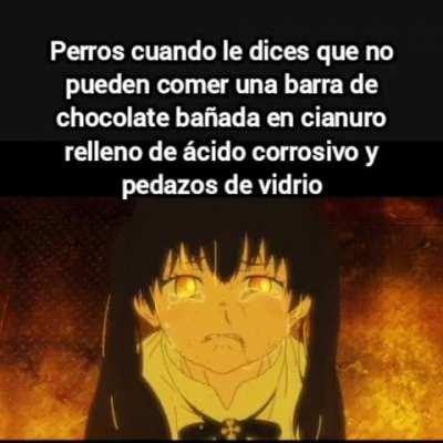 Perros viendo la mierda más dañina y tóxica 