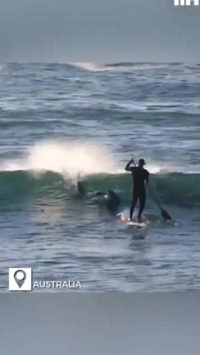 ...to paddleboard in dolphin-infested waters