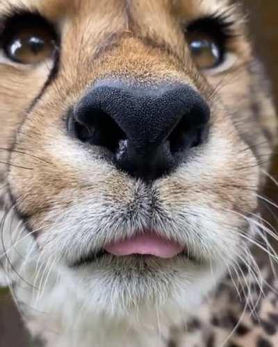 Great news you guys..... cheetahs can blep