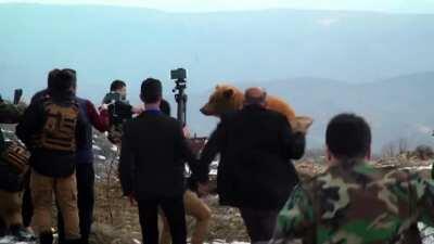 WCGW releasing a bear into the wild with a large audience
