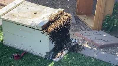 Went outside and found a huge swarm of bees I’m my tree. This is the box after the beekeeper came to get them.