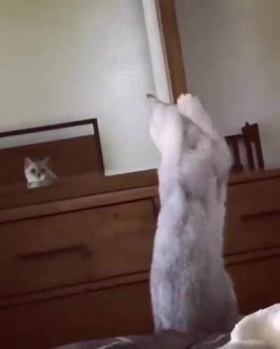 Cat Realizes She Has Ears!