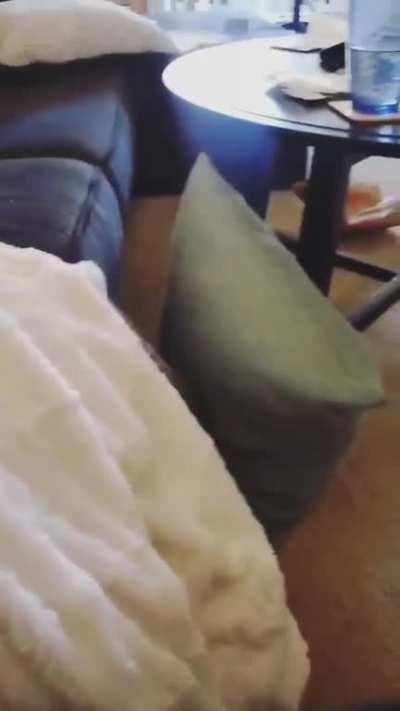 *Yawn* Time for a nap--meOW